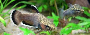 Pin On Fresh Water Fishes