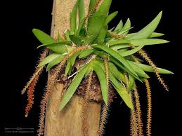 Image result for Oberonia