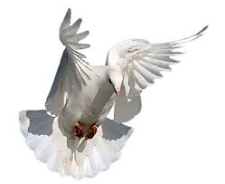 Colombes Page 2 Animals Images Animals Doves