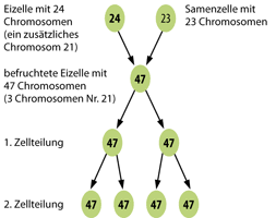 Ds Infocenter Down Syndrom Was Ist Das