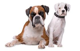 Animal could be euthanized soon. New Jersey Boxer Rescue