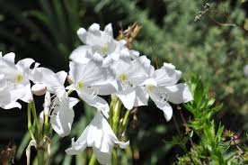 Image result for Crinum moorei