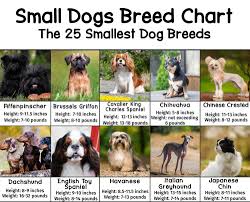 A surprising 40% of dog owners do not know their dog's weight or body condition score 1. Small Dogs Breed Chart With Heights And Weights Patchpuppy Com