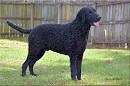 Curly-Coated Retriever Dog Breed Information, Pictures ...