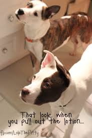Anyone Else Get Licked Whenever They Put Lotion On Their Legs Lol Silly Dogs Pitbull Mom Pitbull Lover