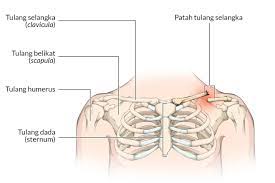 Maybe you would like to learn more about one of these? Patah Tulang Selangka Gejala Dan Mengobati Alodokter