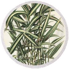 Image result for Pleioblastus fortunei