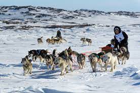 Annual race aimed at reviving Inuit dog sledding tradition set to kick off  in Nunavik – Eye on the Arctic