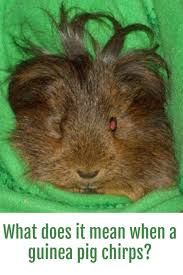 Pin On Guinea Pigs Rule