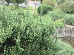 Basil is a classic companion plant for tomatoes. Bigger Herb Gardens Vertical Walls Spiral And The Benefits Of Companion Planting