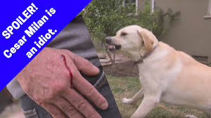 In general, you will notice key differences in a puppy's demeanor and body language that can clue you in cases where the puppy is truly biting out of aggression, there are several reasons why this may be happening in addition to play biting getting. Exposed Cesar Milan Showdown With Holly Why Cesar Got Bitten By The Dog Youtube