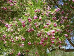 802 free photos of flowering desert. Ramblings From A Desert Garden Plant Palette For New Landscape Area Trees And Shrubs Desert Willow Chilop Desert Willow Desert Willow Tree Desert Trees