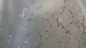 This rare, small seasonal fruit is found mostly in the rural areas of kedah and perlis. Jentik Nyamuk Youtube