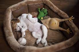 My Dog Is Sleeping A Lot How Much Is Too Much