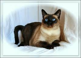 Find siameses for sale in san diego on oodle classifieds. Breed Color Point Varieties Page