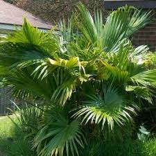 Pin On Gardening