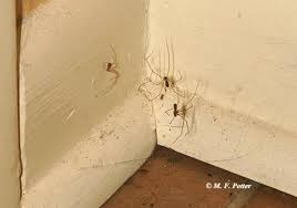 If you have a garden or houseplants, pests will appear. Eliminating Spiders Around Homes And Buildings Entomology