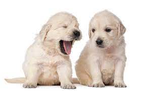We did not find results for: Craigslist St Louis Free Pets Nar Media Kit