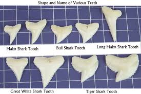Kolt mining bulk real fossilized shark teeth (one pound). Gemshark Shark Tooth Necklace Choker For Boy Girl Unisex Hawaiian Beach Surfer Nautical Charm Pendant Gemsharkbl Knitting 0 8 Inch Tooth Amazon Ca Jewelry