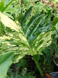 Philodendron 'birkin' is a stunning variety that develops pure white pinstripes on its foliage, growing ever more variegated as the plant matures. Xl Philodendron Selloum Variegata Plant In 6 Pot Kens Philodendrons