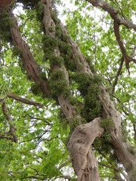 Image result for Tiliacora funifera