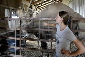 This camel was so cute!!! Milford Couple Turns Camel Milk Into Soaps And Lotions Local News Goshennews Com