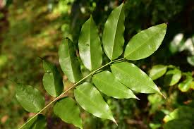 Image result for Rourea