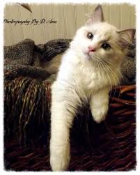 Healthy loving purebred ragdolls with papers. Abbey Road Rags Ragdoll Kittens For Sale Ragdoll Cats For Sale Ragdoll Cat Breeders