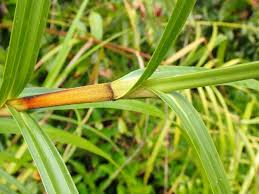 Image result for Scleria