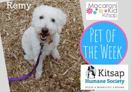 Get recessed light fixture at target™ today. Pet Of The Week Meet Remy Adopted Macaroni Kid Kitsap