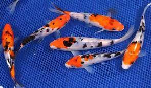 Tentunya ada beberapa langkah yang wajib dipahami dengan. 5 Keuntungan Budidaya Ikan Koi Dengan Kolam Terpal