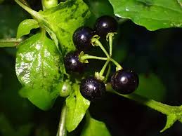 Image result for Solanum americanum