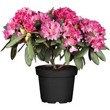 Rhododendron (from ancient greek ῥόδον rhódon rose and δένδρον déndron tree) is a very large genus of 1,024 species of woody plants in the heath family (ericaceae), either evergreen or deciduous, and found mainly in asia, although it is also widespread throughout lowland and montane forests in the pacific northwest, california, the northeastern united states, and especially in the highlands of. Obi Yaku Rhododendron Tatjana Pink Hohe Ca 20 30 Cm Topf Ca 5 L Rhododendron Kaufen Bei Obi
