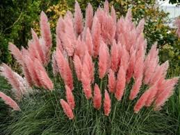 Image result for Komule empire blue