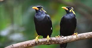 Tidak heran para pecinta burung. 92 Gambar Burung Jalak Paling Keren Gambar Pixabay