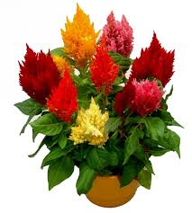 Celosia Argentea Seeds Mix Seeds Seeds For Sale Plants