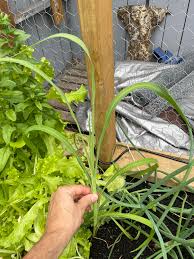 Image result for Phragmanthera usuiensis