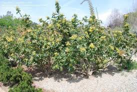 California holly grape, oregon grape. Mahonia Aquifolium Golden Abundance Oregon Grape Landscaping Tips California Landscape