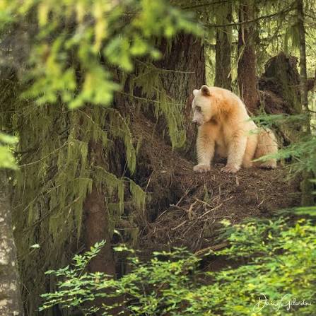 Spirit of the forest 🌳 The First Nations people of British Columbia,  Canada, have for centuries revered the spirit bear, or Kermode bear, to be  found in the Great Bear Rainforest –