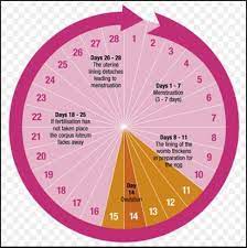 Pin On Health Blushon