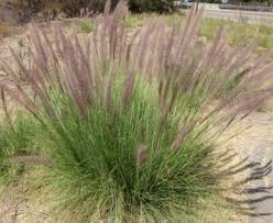 Image result for Cenchrus