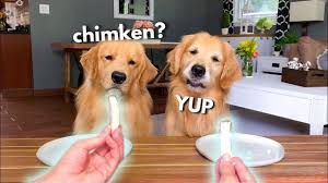 Dog Reviews Food With Grandpa Part 2 Tucker Taste Test 14 Dog Food Reviews Dog Movies Funny Dog Memes