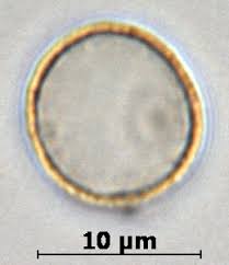 Image result for Elatostema paivaeanum