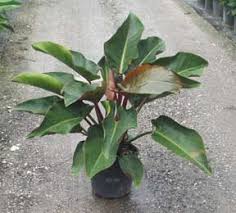 Manufacturer of philodendron red congo plant offered by rp agro services, pune, maharashtra. Philodendron Varieties Philodendrons At The Garden Center