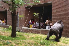 In english, the sign (originally. The Legacy Of The 1995 Philadelphia Zoo Fire At The World Of Primates