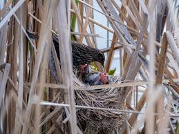 Image result for Flyte Blackbird Nest Box