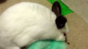 Her legs were shaking, and about every two or three minutes they would stiffen and stretch out for about 15 seconds. Rabbit Shaking Youtube
