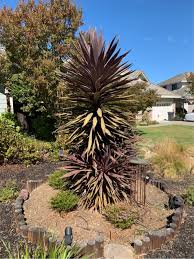 The prouning topic hasn't been used on any public repositories, yet. Identify Plant Gardening Landscaping Stack Exchange
