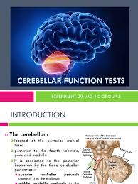 Image result for Cerebellar Function Test
