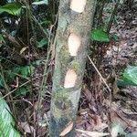 Image result for Massularia